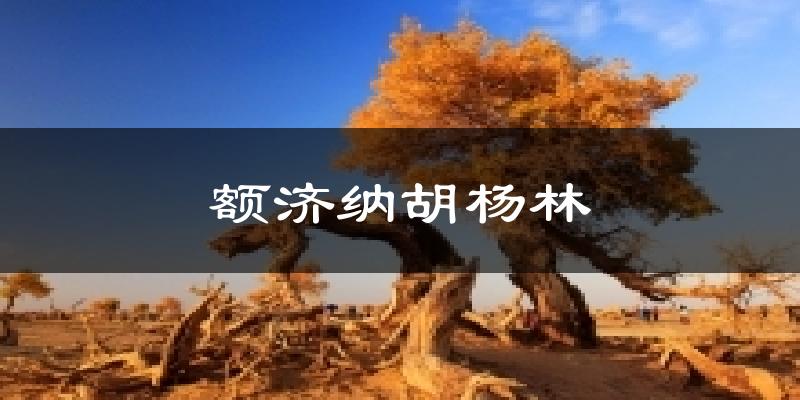 额济纳胡杨林天气未来15天