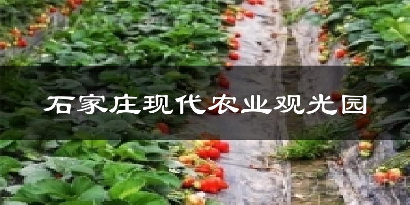 石家庄现代农业观光园今日天气