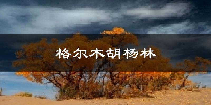 格尔木胡杨林今日天气