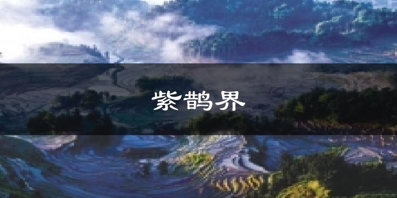 紫鹊界今日天气