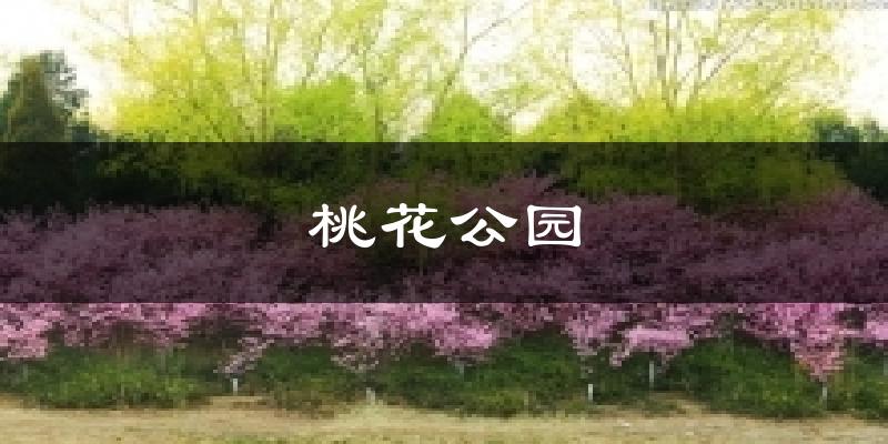 桃花公园今日天气