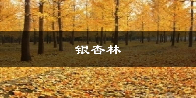 银杏林今日天气