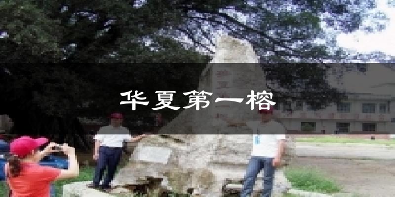 华夏第一榕今日天气
